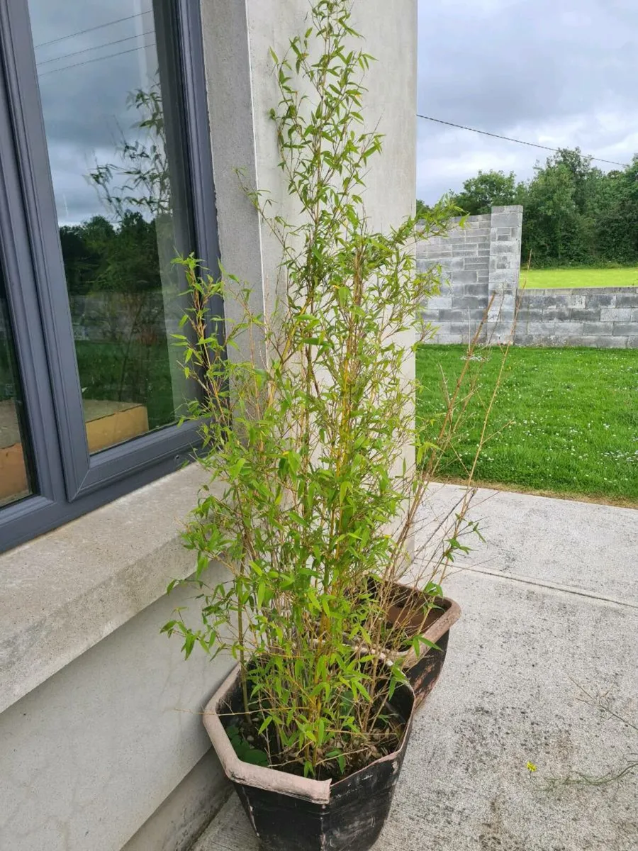 Golden Bamboo - Image 4