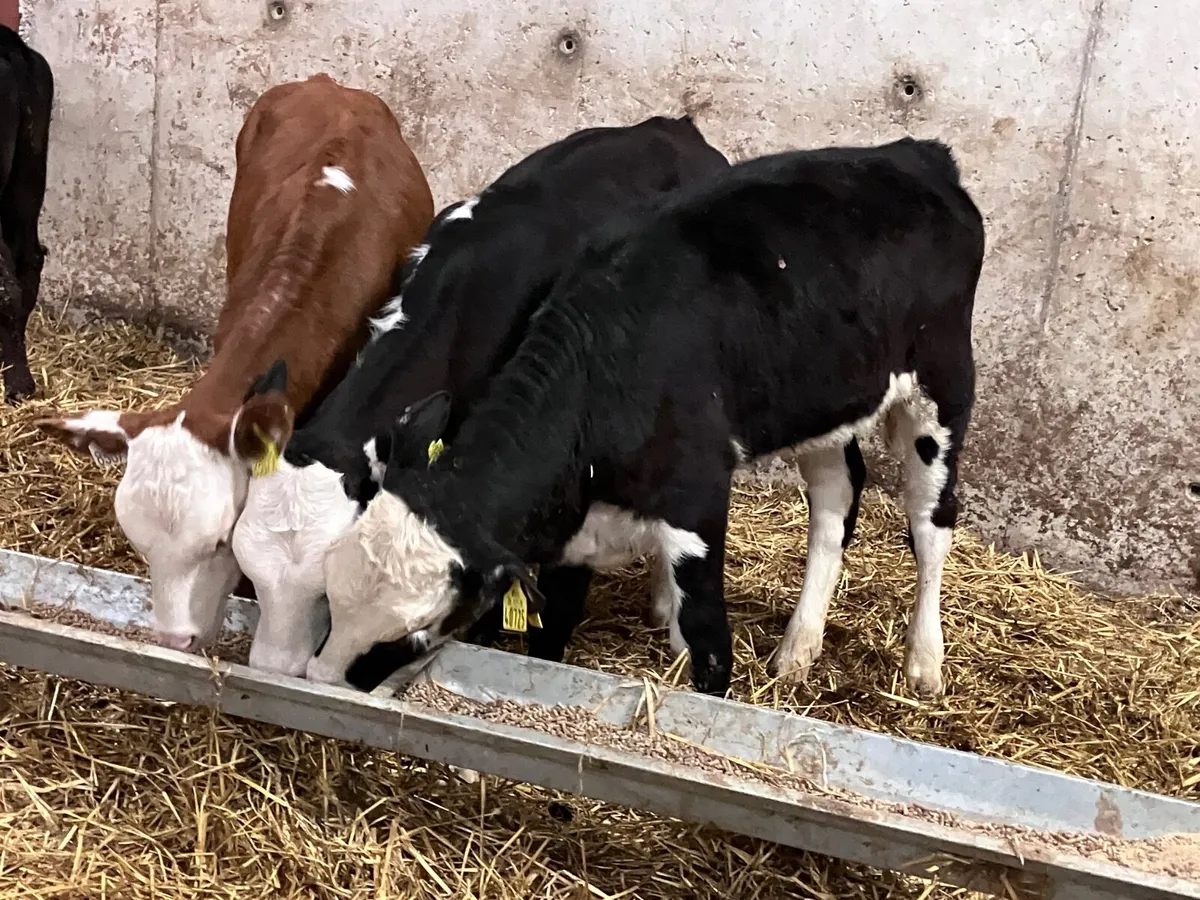 6  Hereford & Angus heifer runners for sale - Image 2