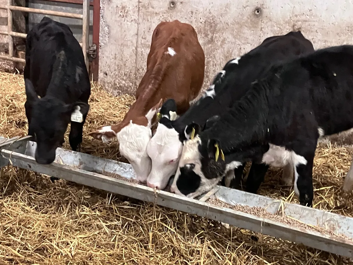 6  Hereford & Angus heifer runners for sale - Image 3