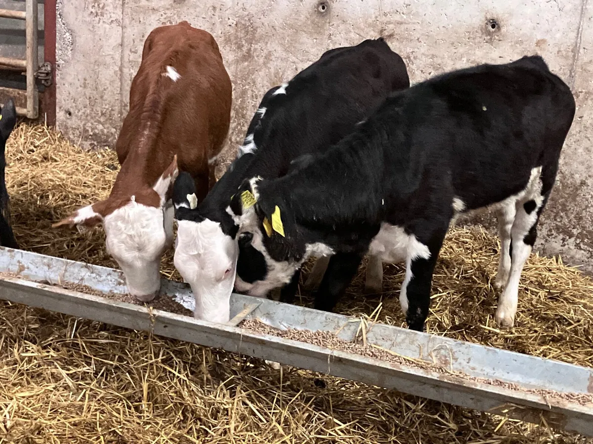 6  Hereford & Angus heifer runners for sale - Image 4