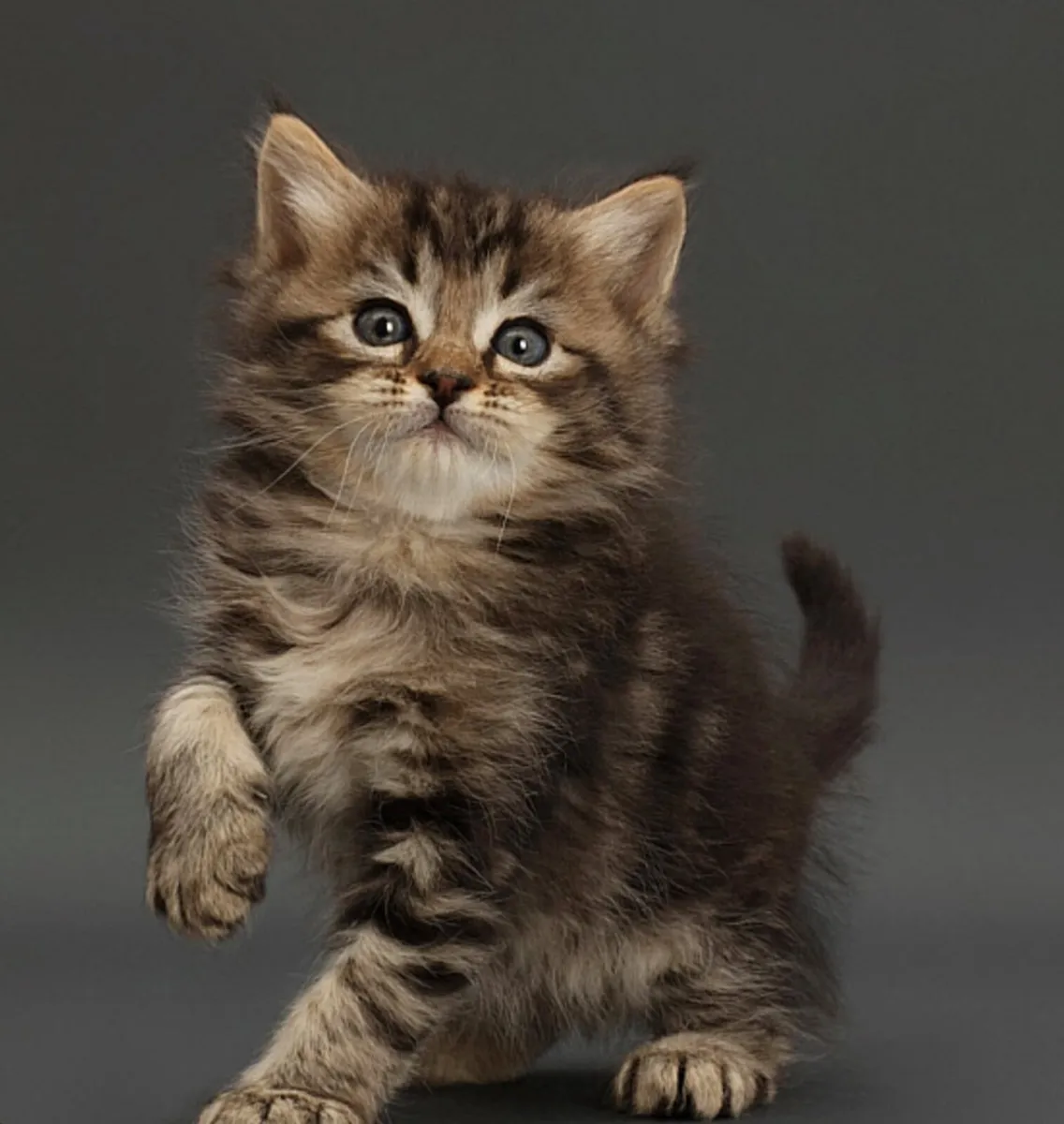 Cat - Image 1