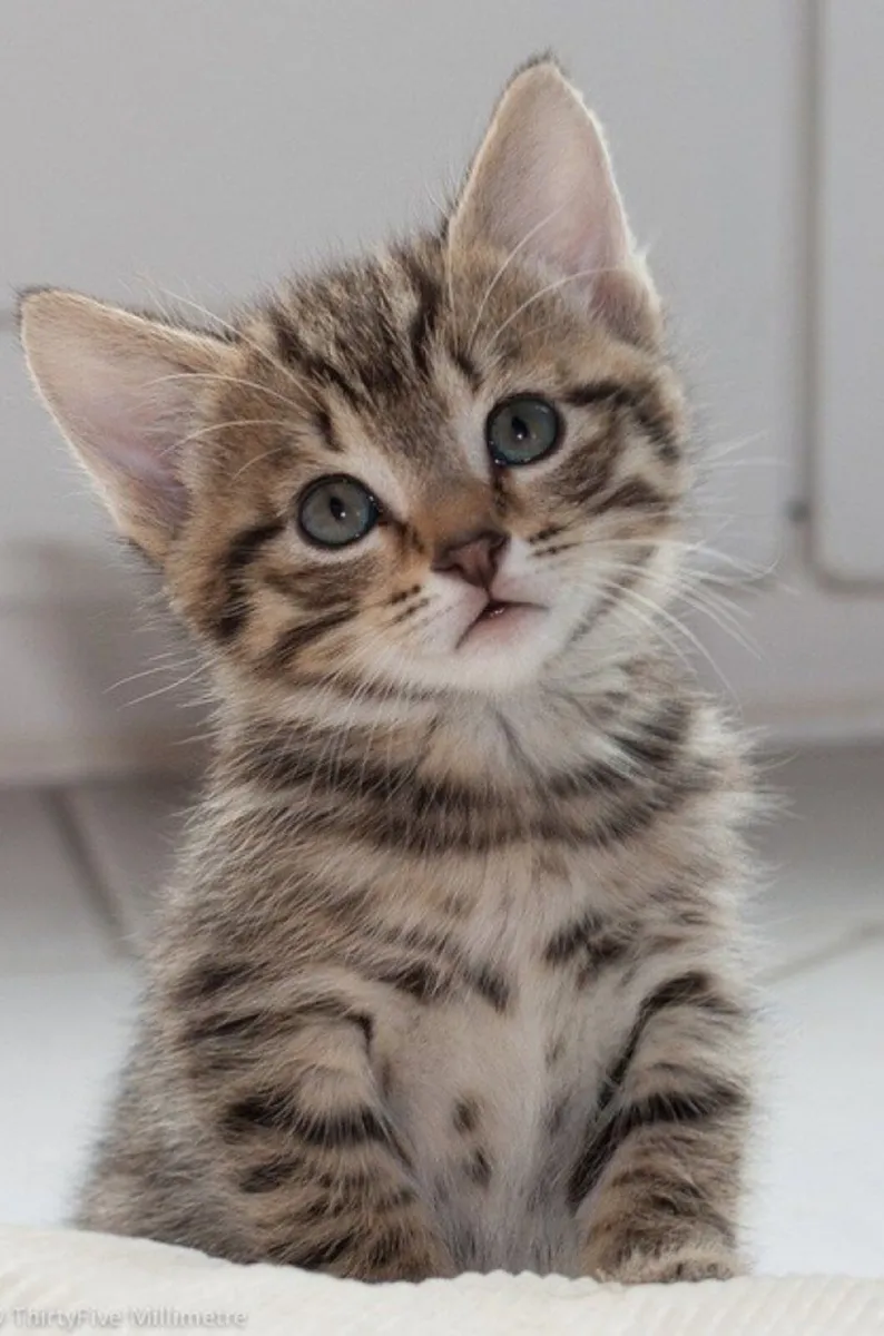 Cat - Image 2