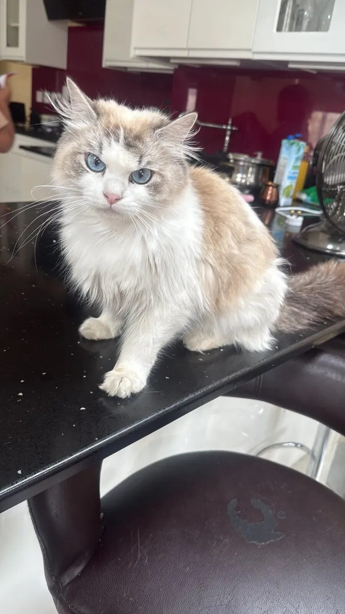 Cat - Image 3