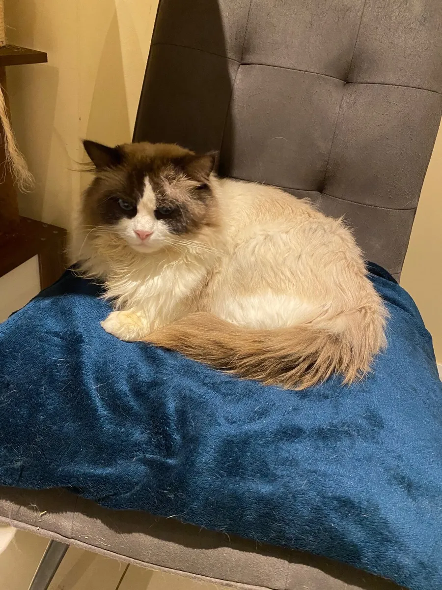 Cat - Image 4