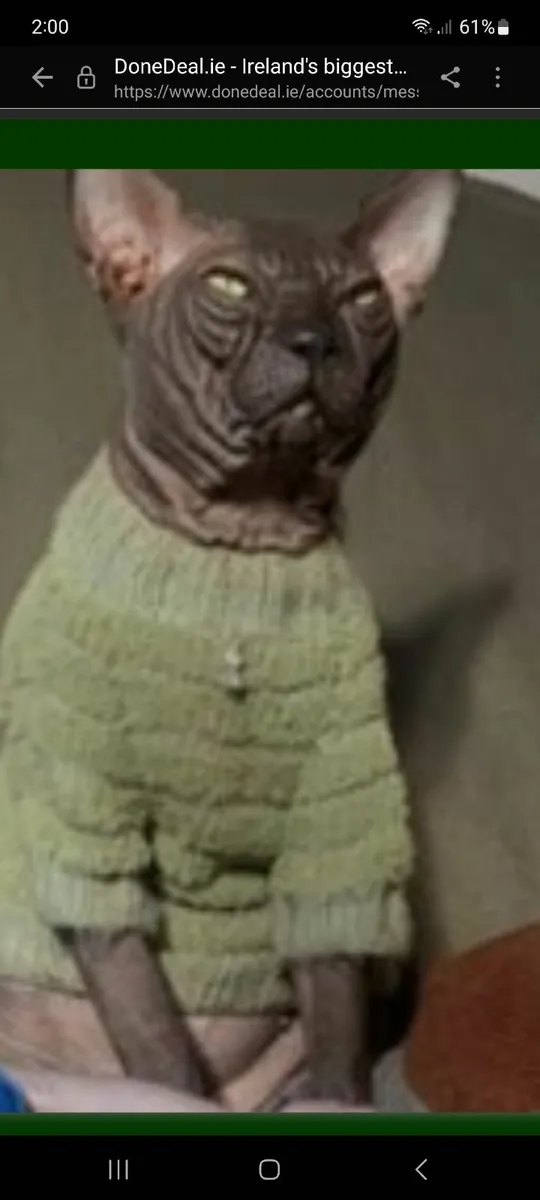 Sphynx male - Image 2