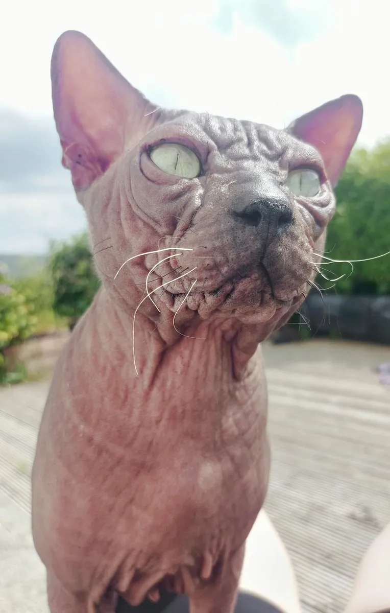 Sphynx male - Image 3