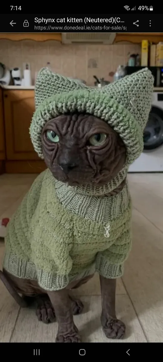 Sphynx male - Image 1