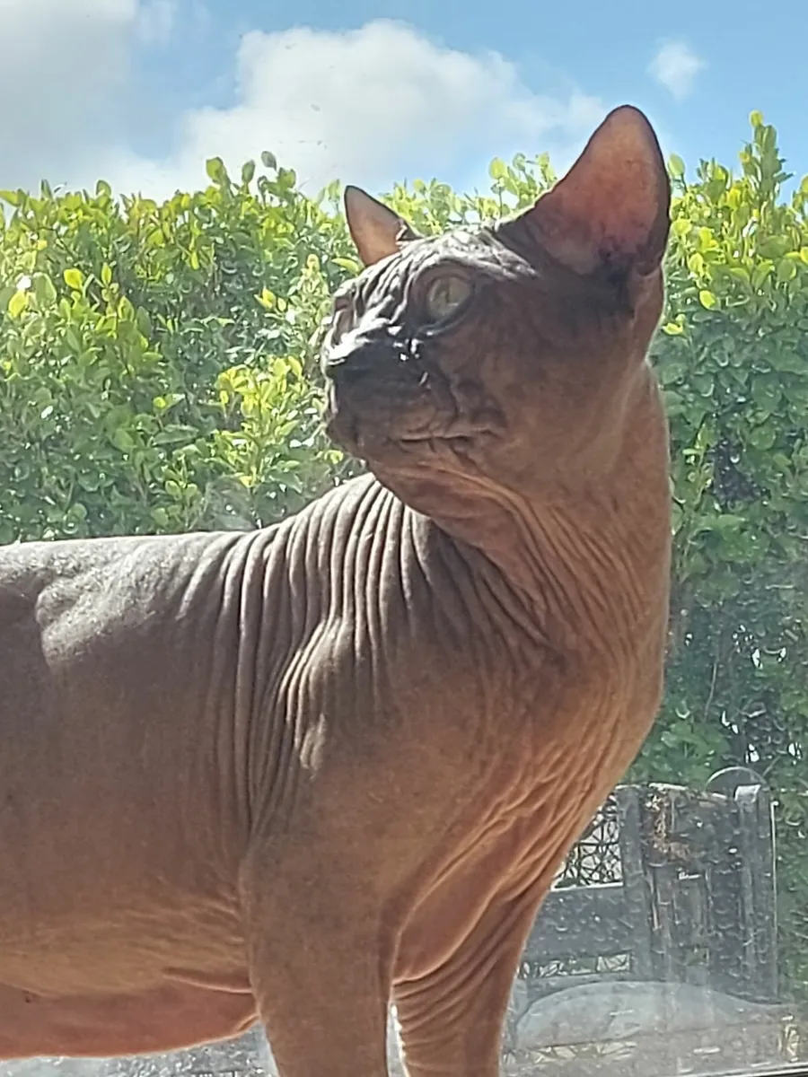 Sphynx male - Image 4