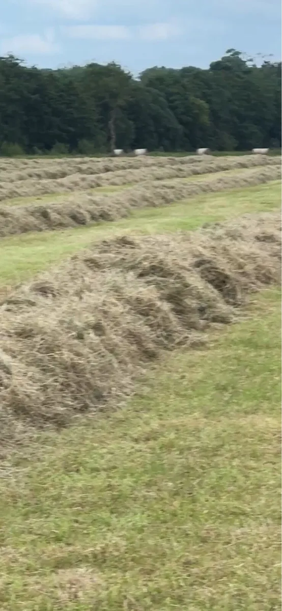 Hay - Image 2