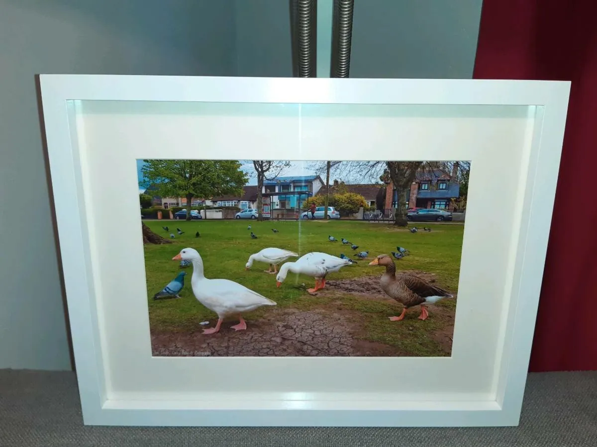 The Lough, Cork - Image 4