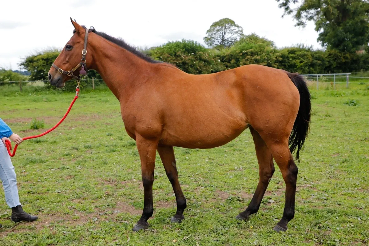 Thoroughbred Broodmare