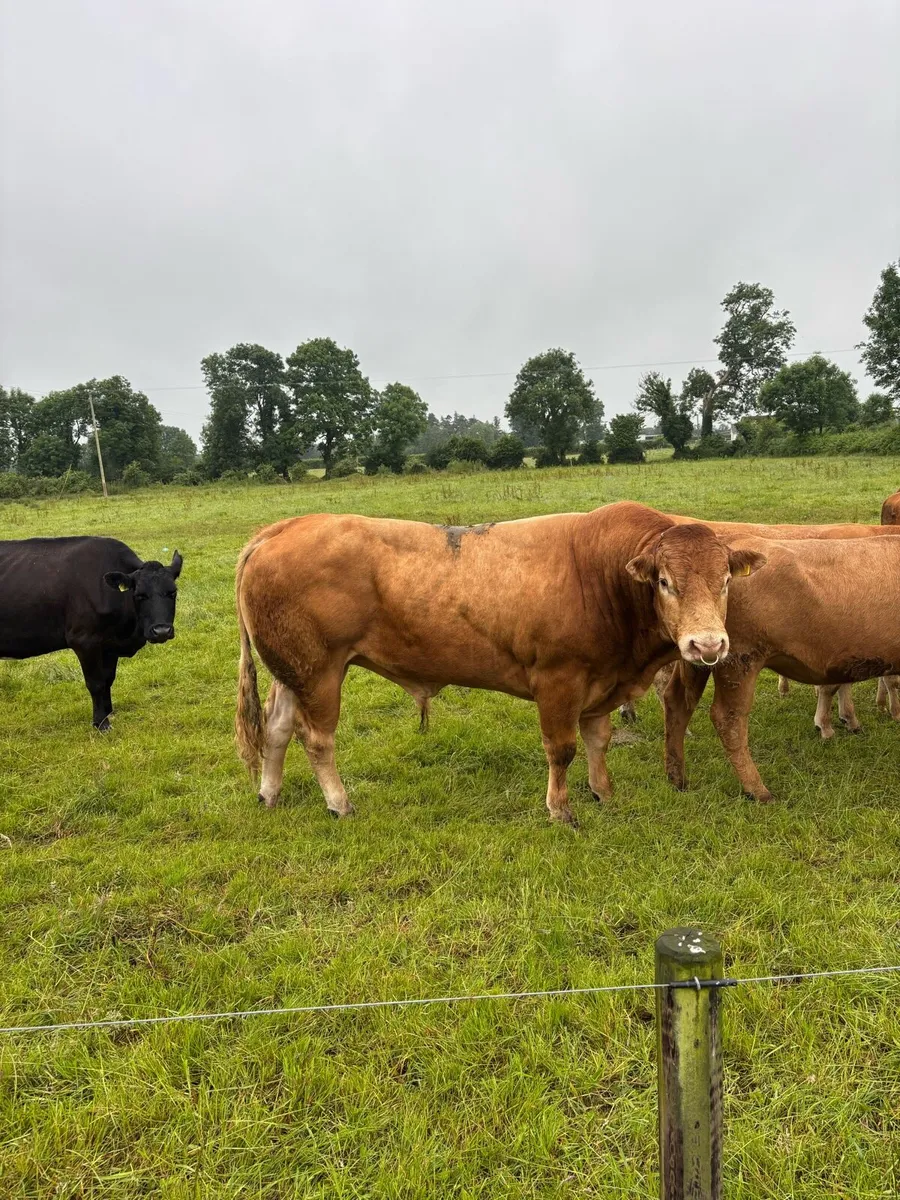 Limousine bull - Image 1
