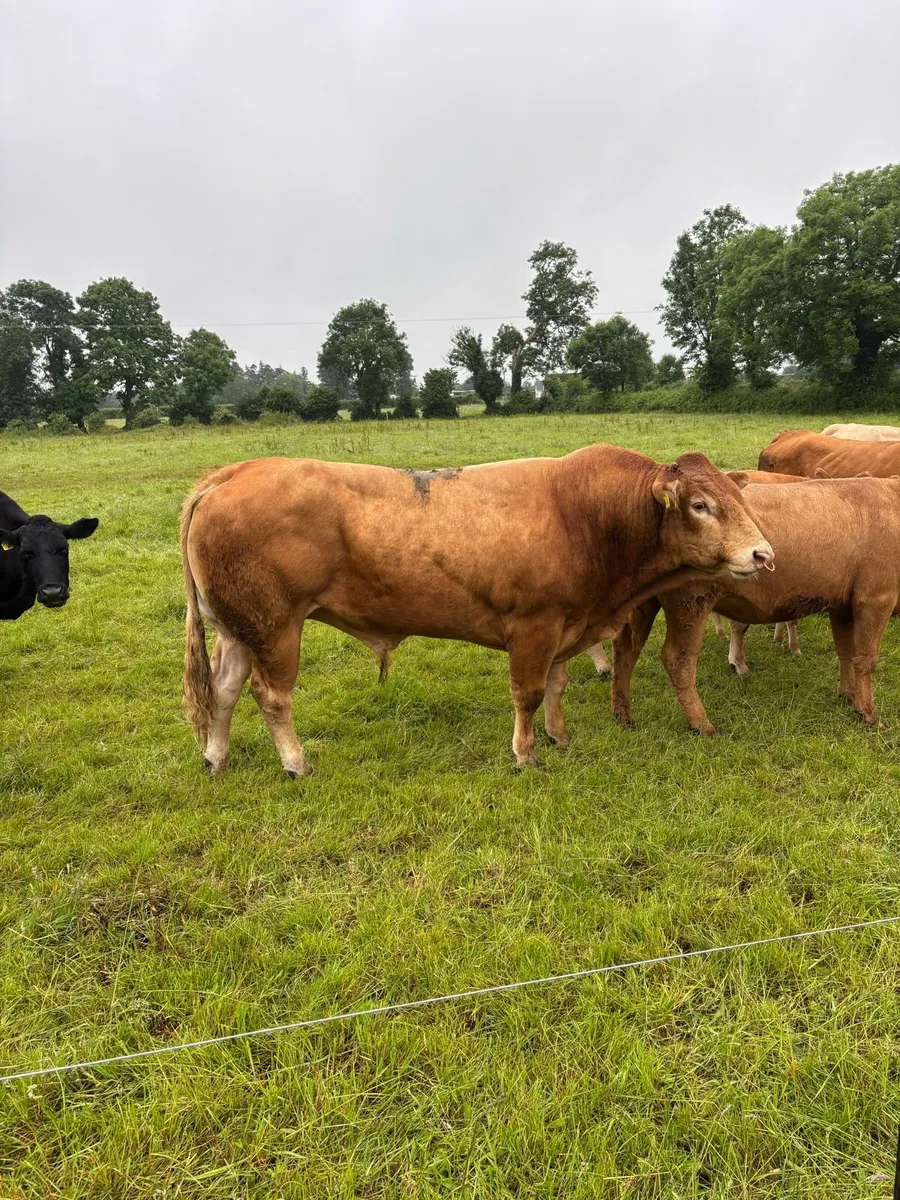 Limousine bull - Image 2