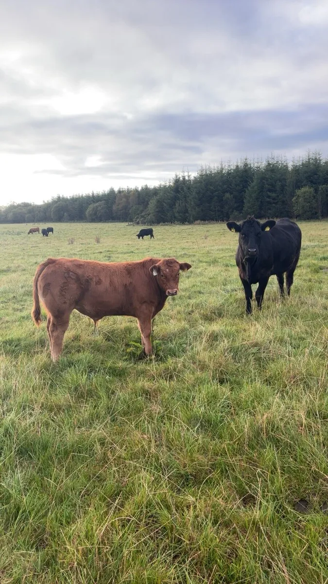 Limousine bull - Image 3