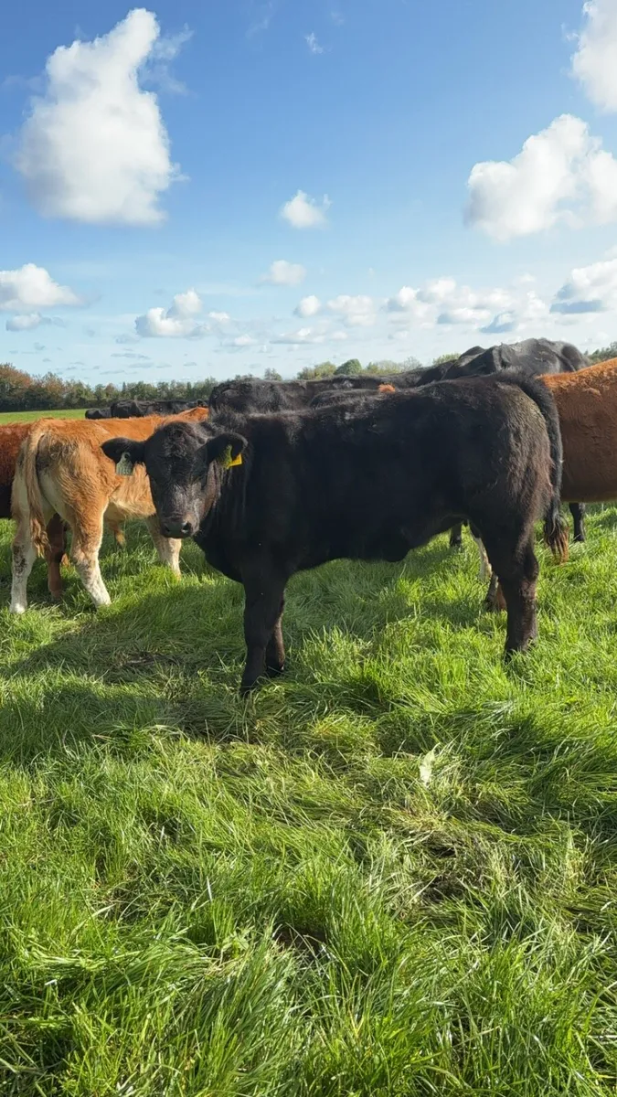 Limousine bull - Image 4