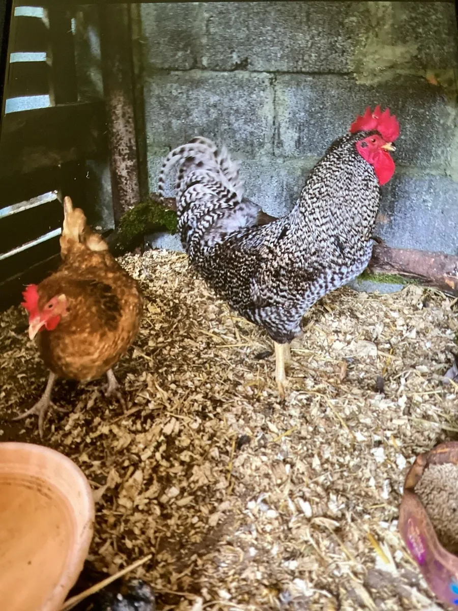 Hens and hatching eggs - Image 3
