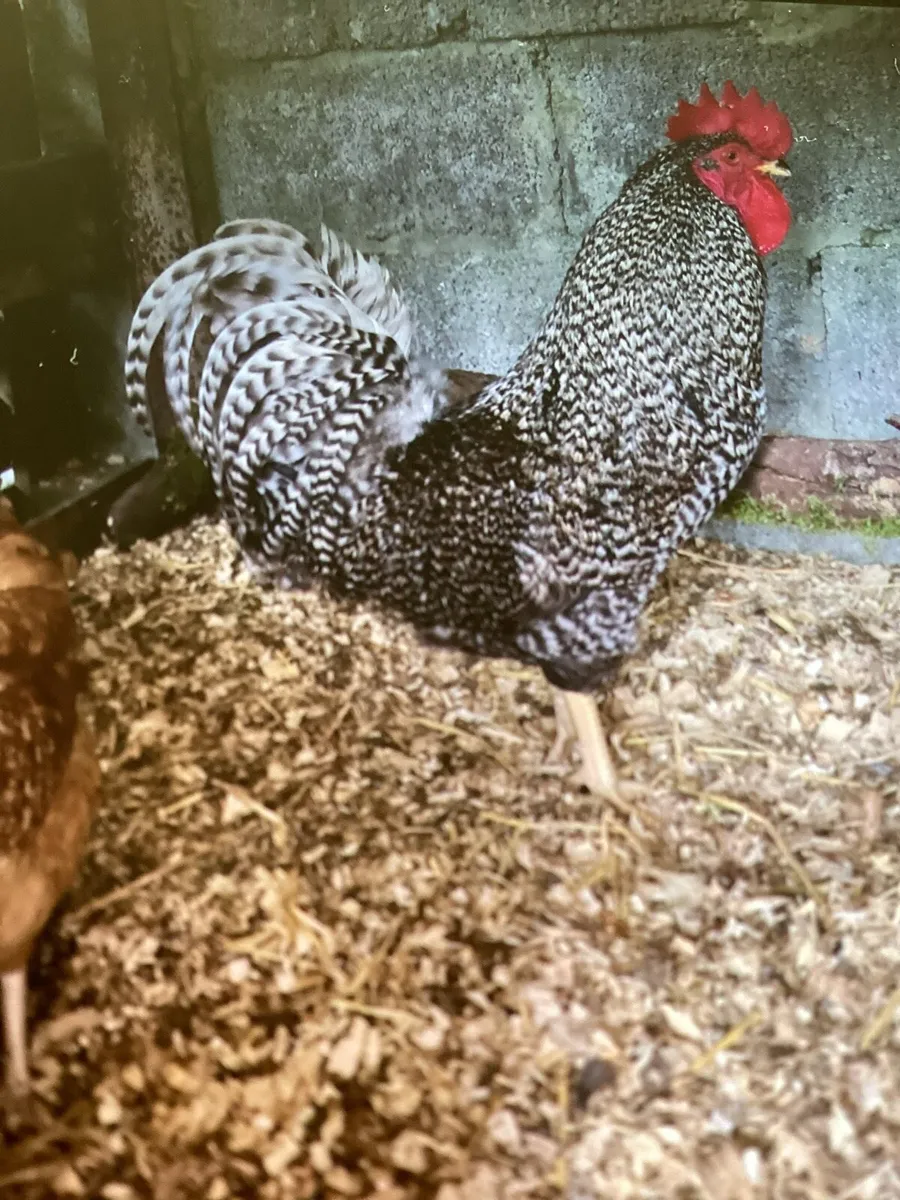 Hens and hatching eggs - Image 4