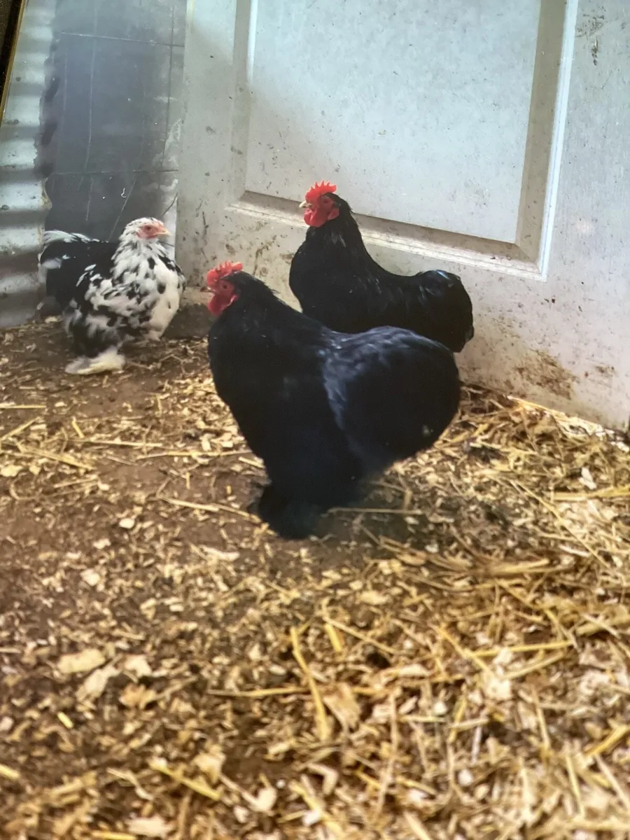 Hens and hatching eggs - Image 3