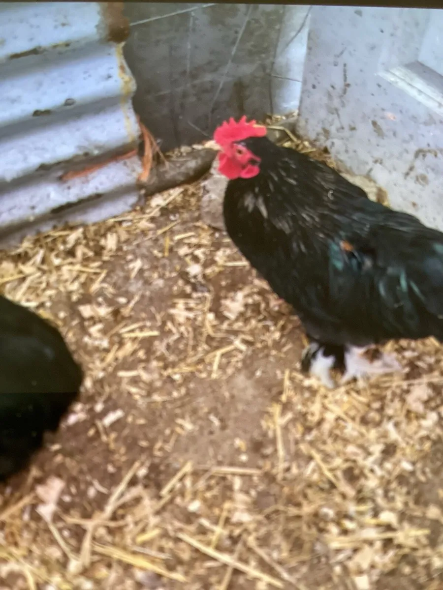 Hens and hatching eggs - Image 4