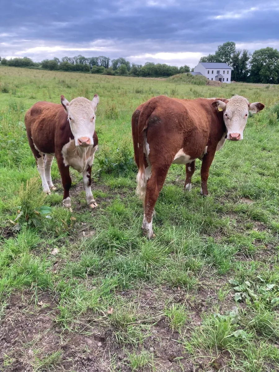 Hereford heifers - Image 1