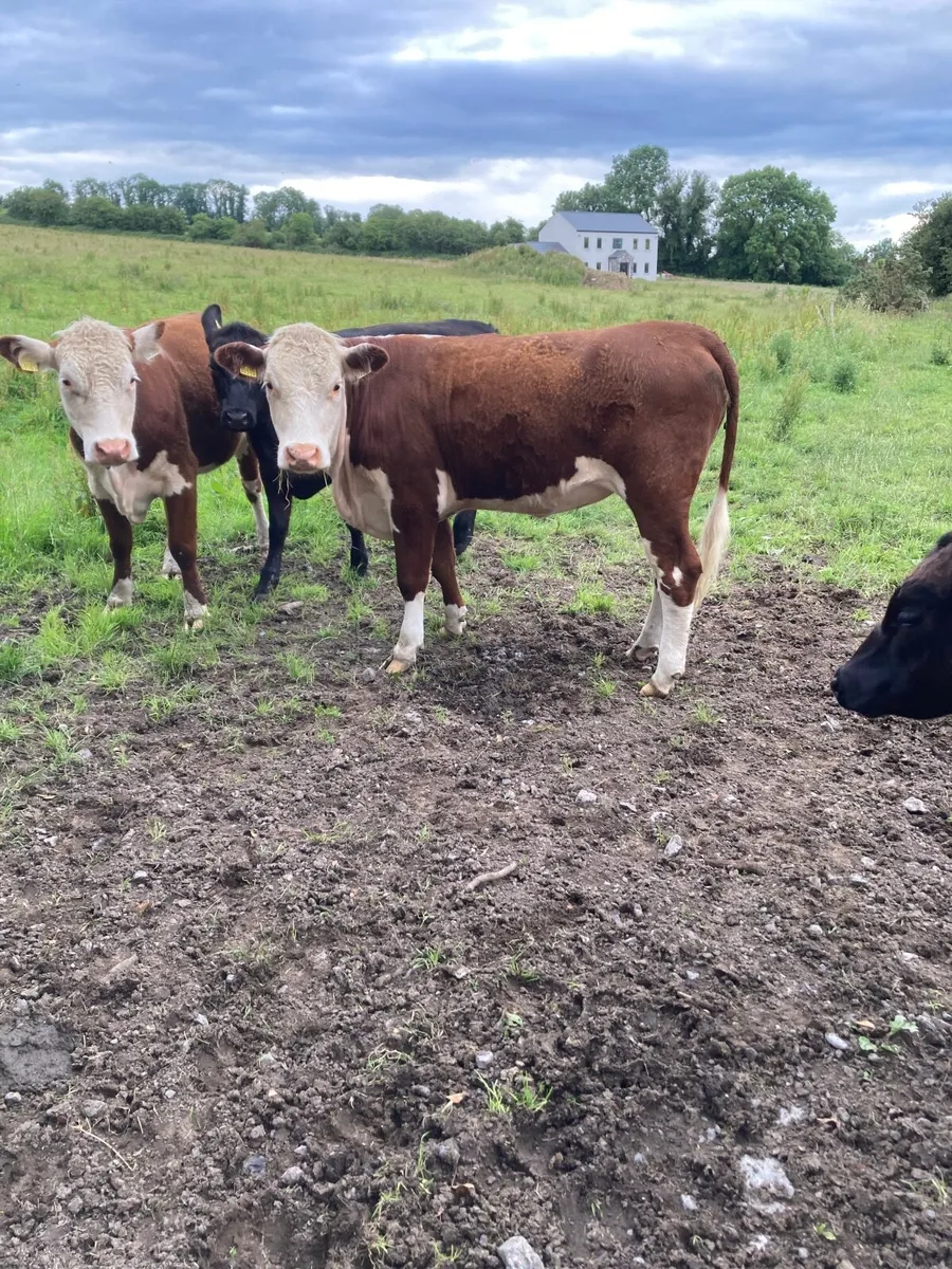 Hereford heifers - Image 2
