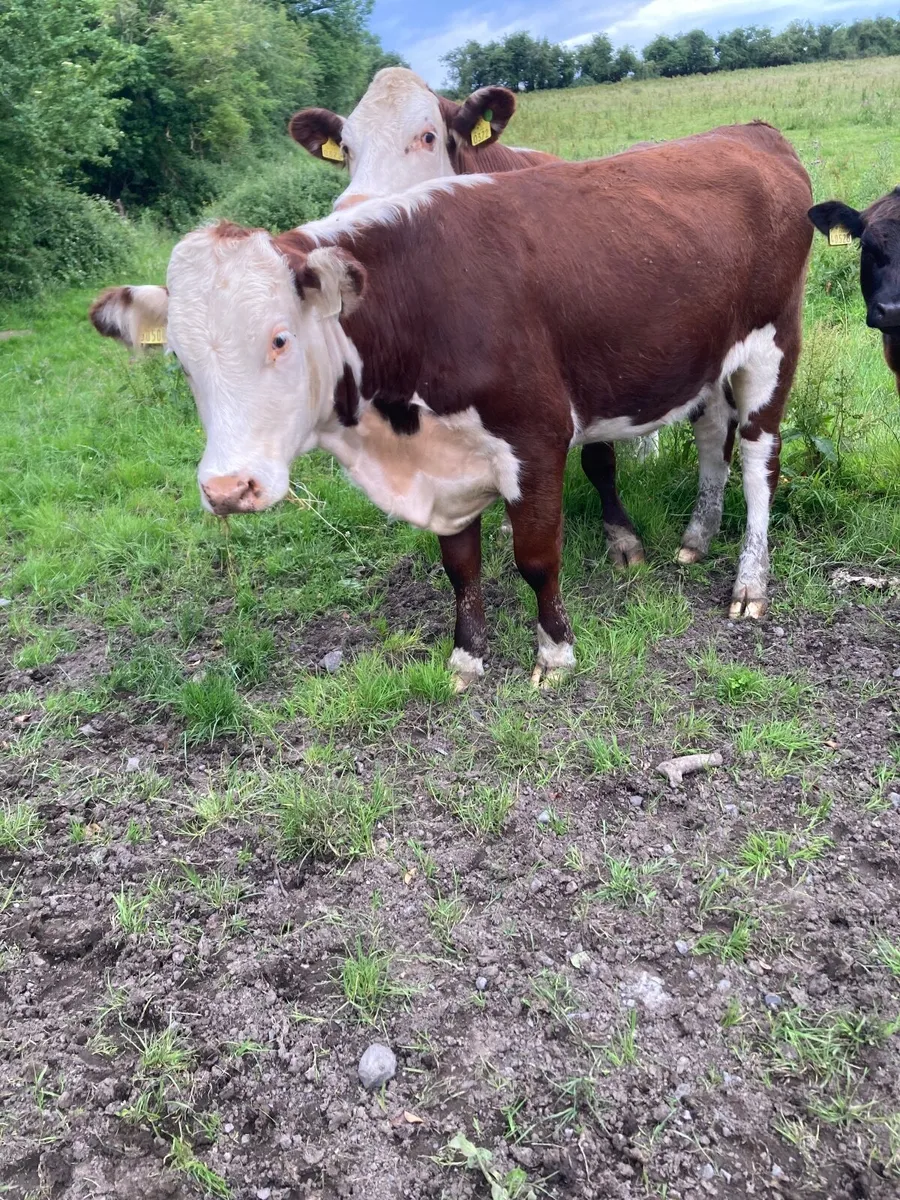 Hereford heifers - Image 3