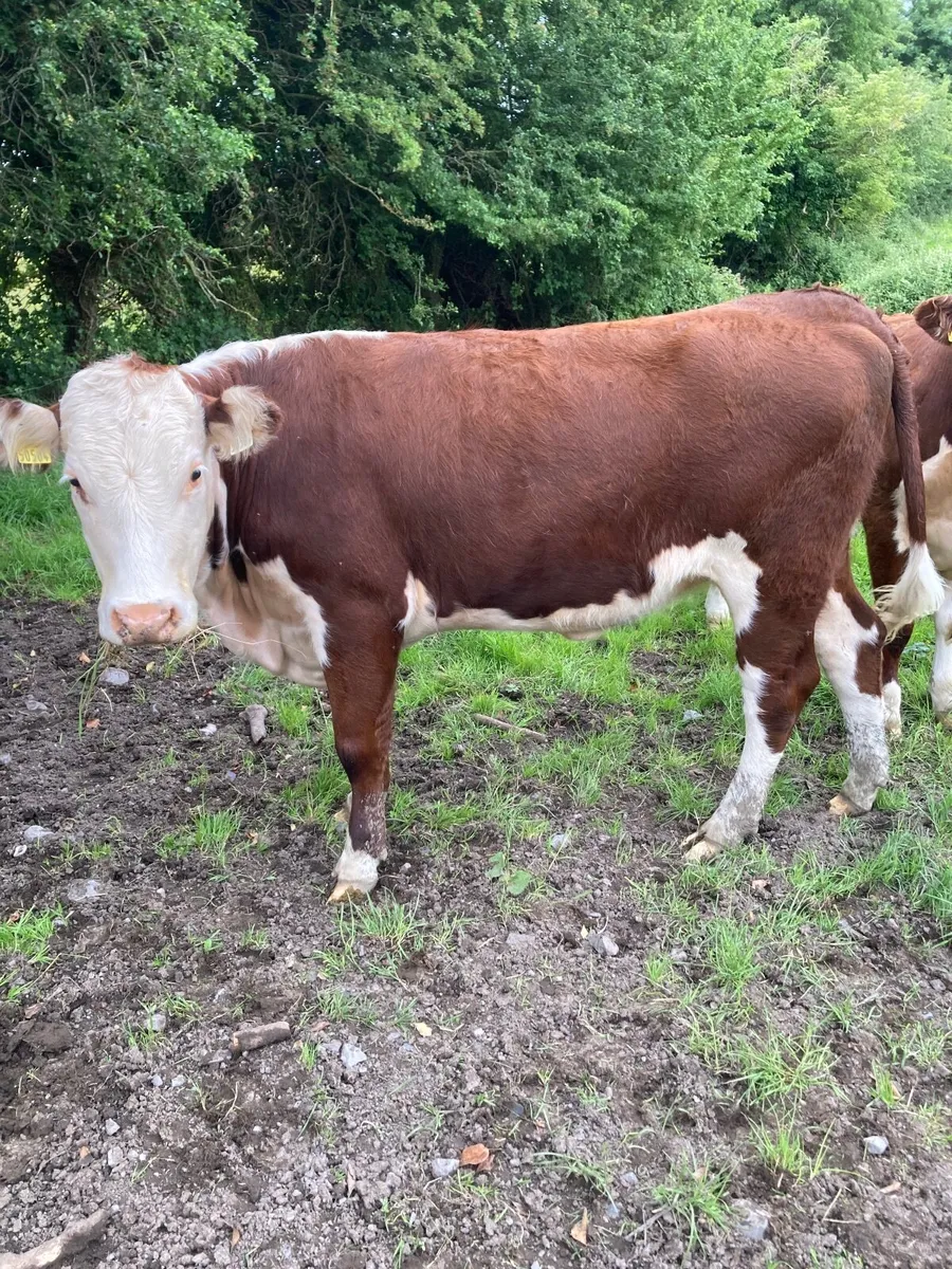 Hereford heifers - Image 4