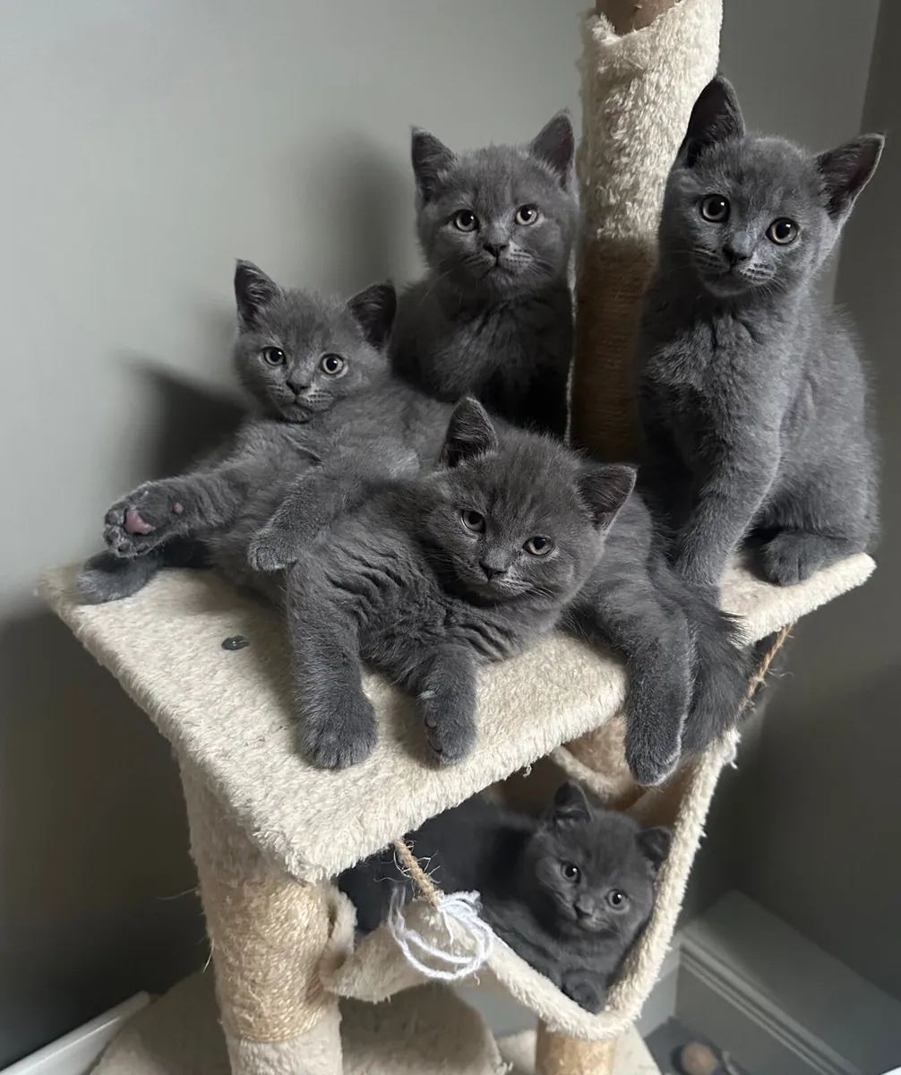 BRITISH SHORTHAIR KITTENS - Image 1