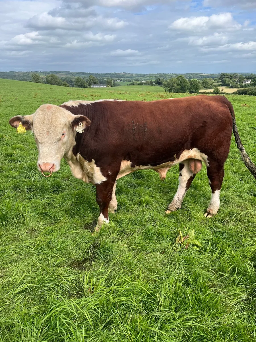 Pedigree Polled Hereford Bull - Image 4