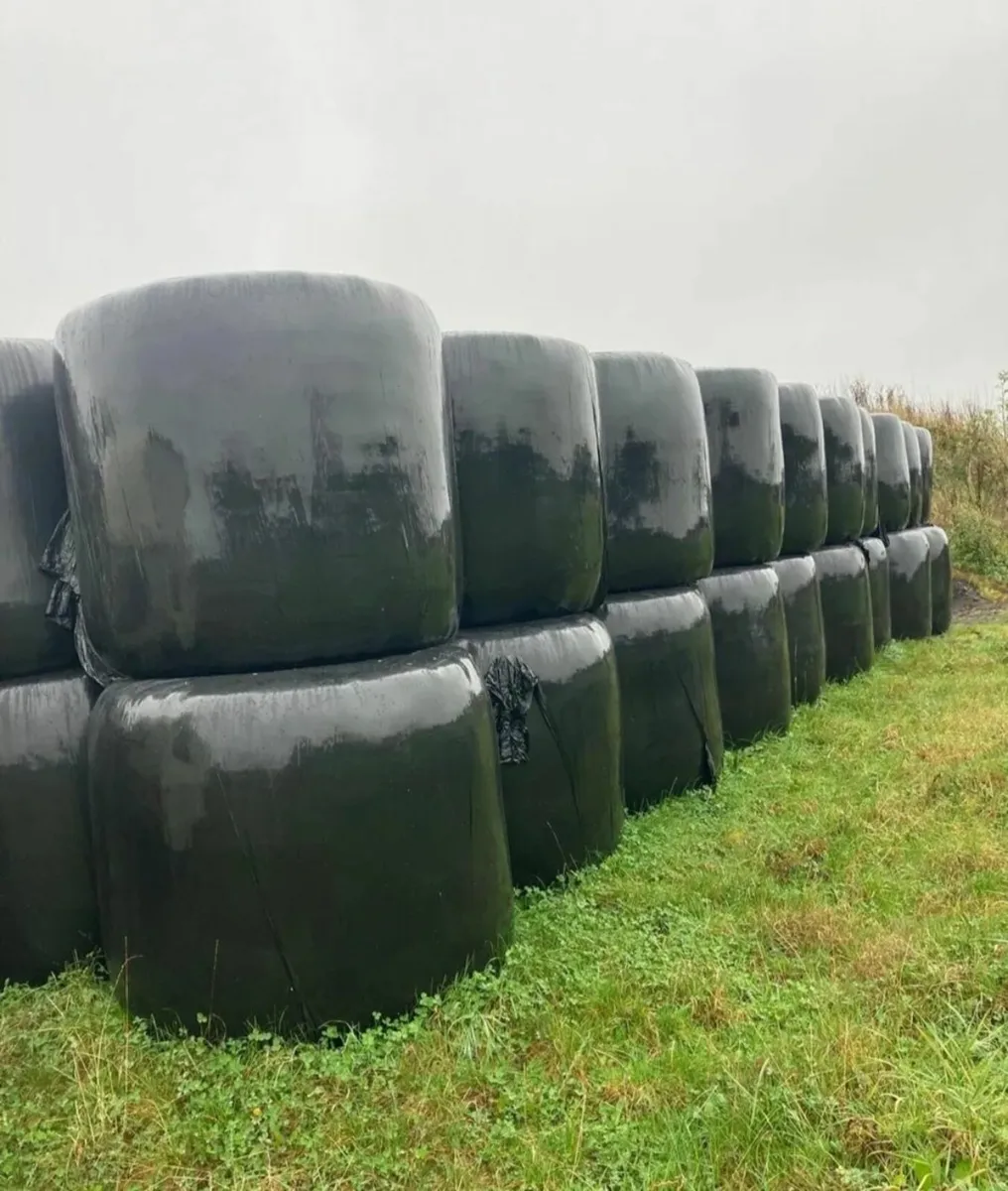 70 bales Top Quality Haylage.