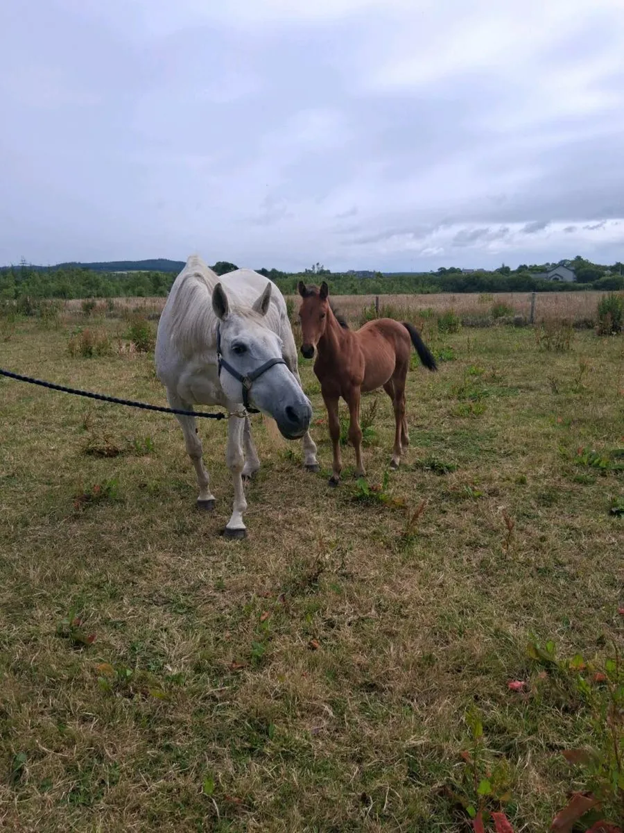 TB Mare & H/B colt foal - Image 1