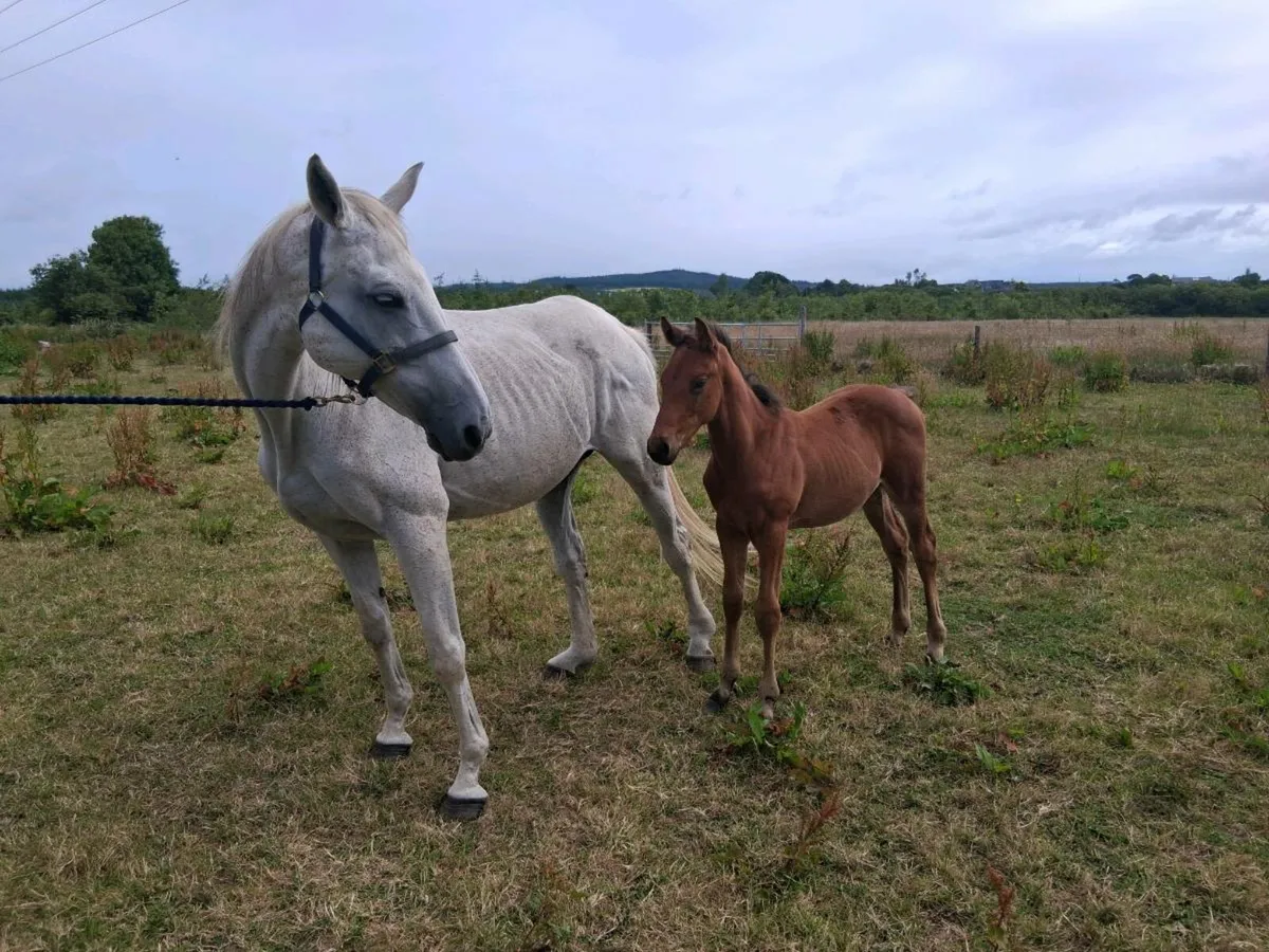 TB Mare & H/B colt foal - Image 2