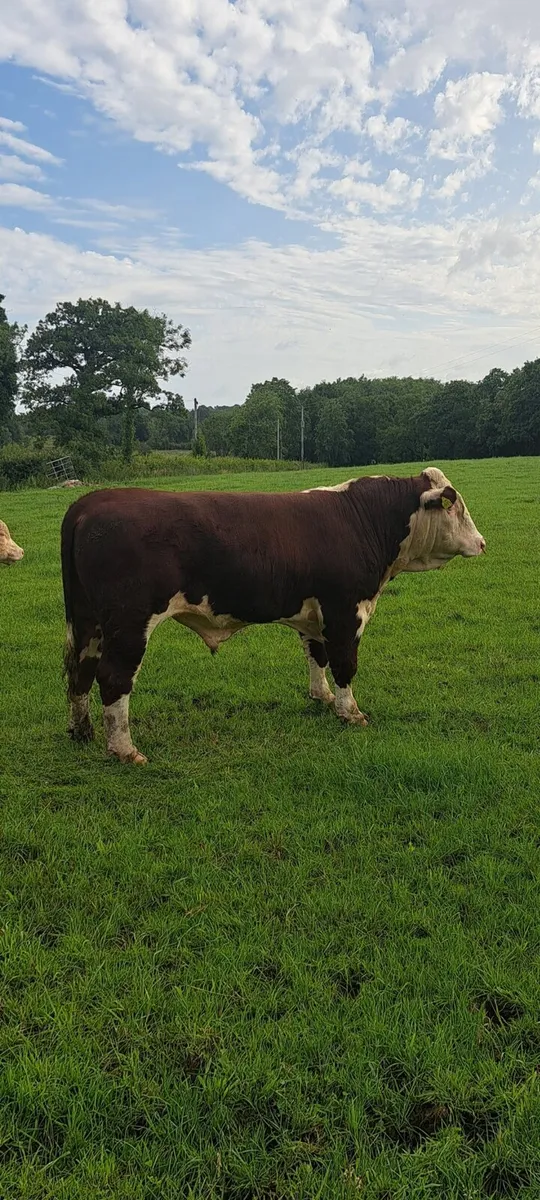 Hereford bull