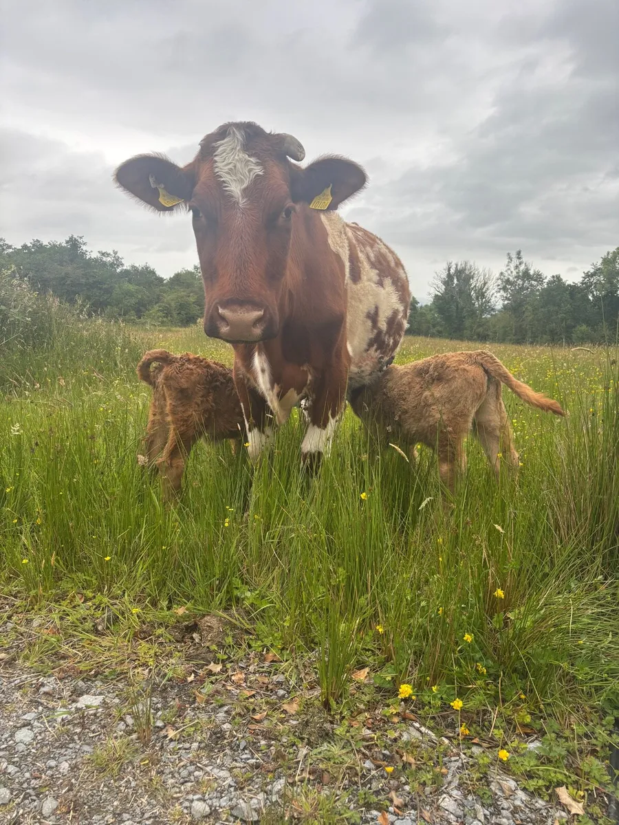 Cow and calf’s - Image 1