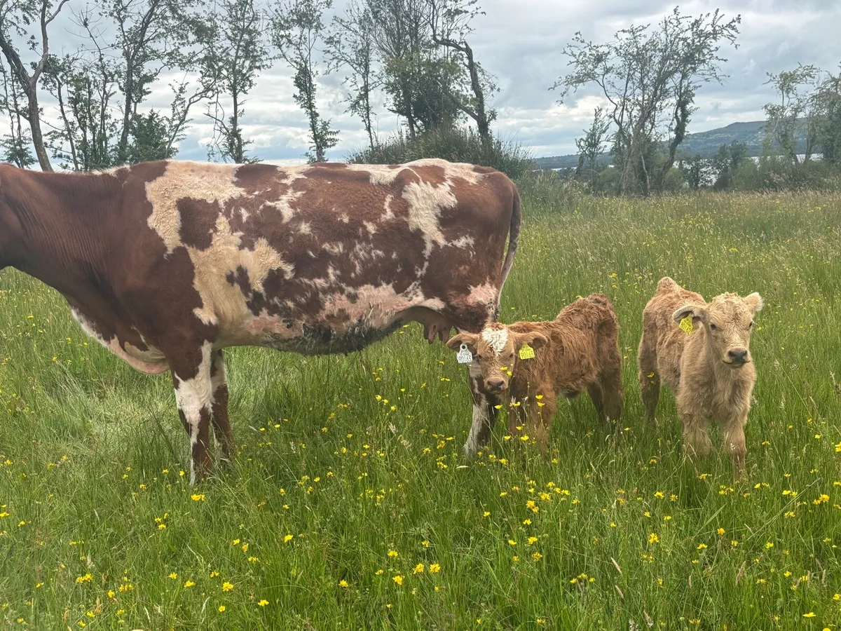 Cow and calf’s - Image 2