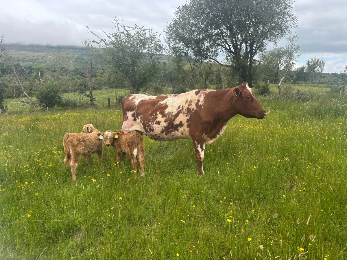 Cow and calf’s - Image 3