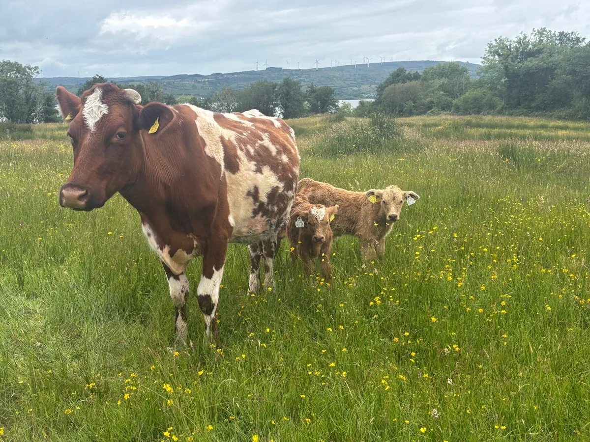 Cow and calf’s - Image 4