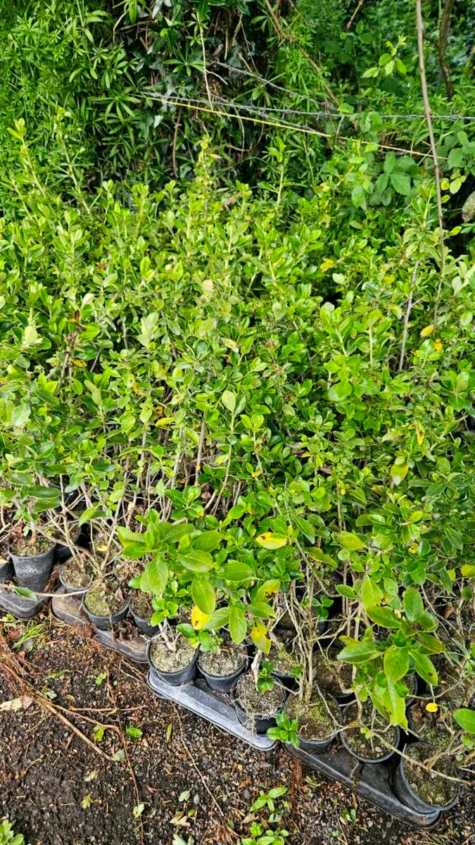 Griselina Hedging One Euro - Image 2