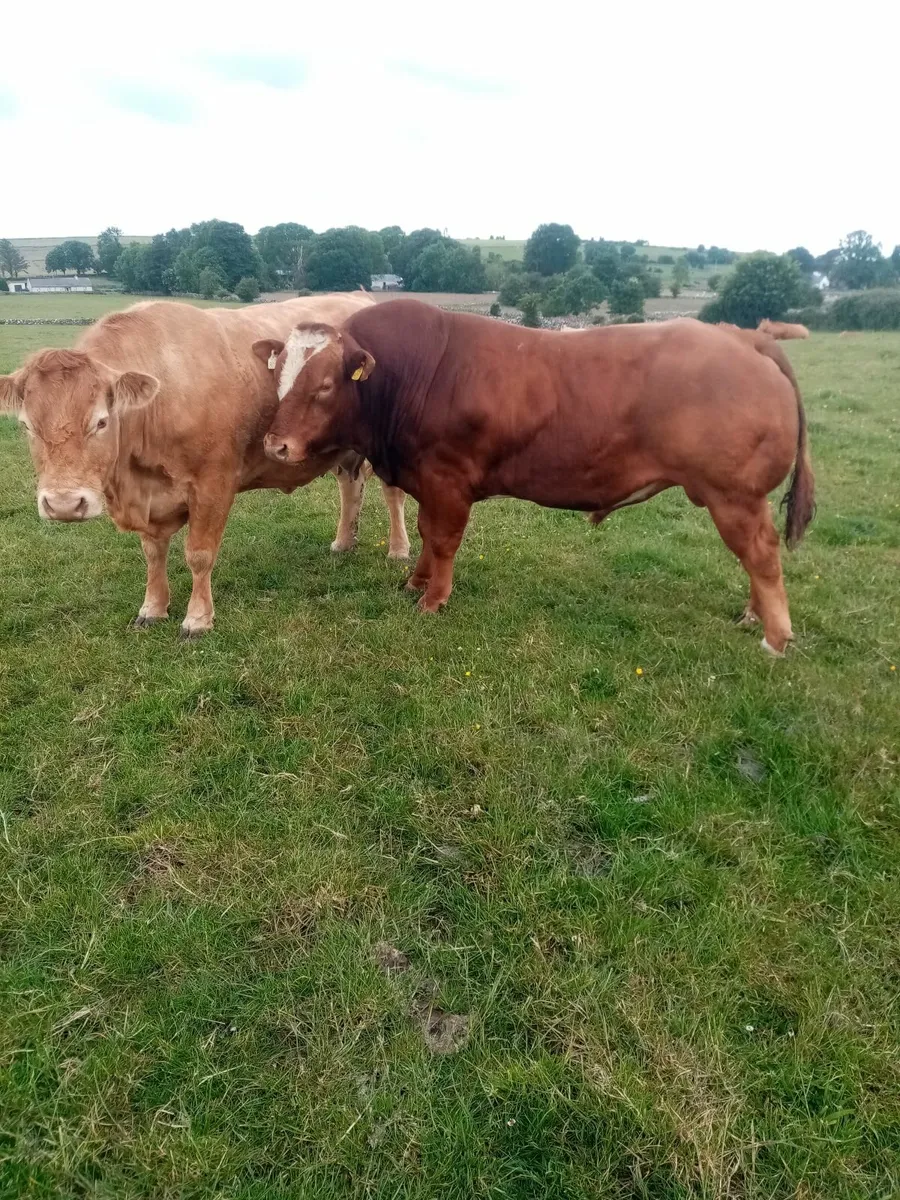 Stock Bull - Image 1