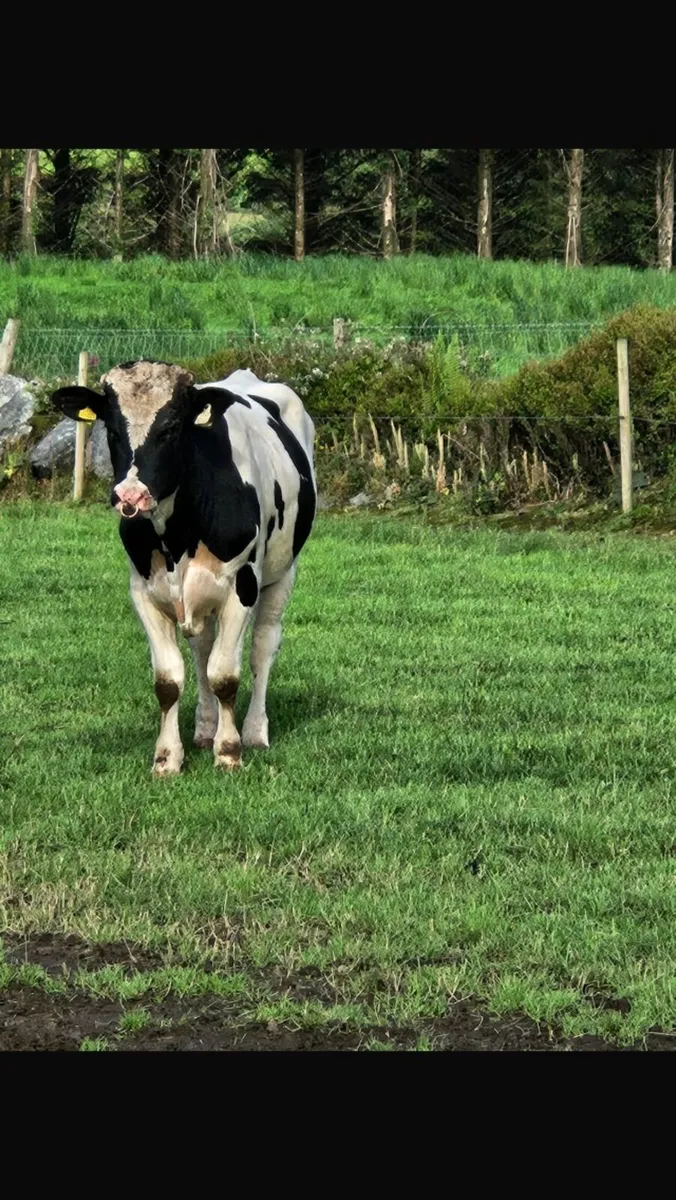Pedigree Friesian - Image 1