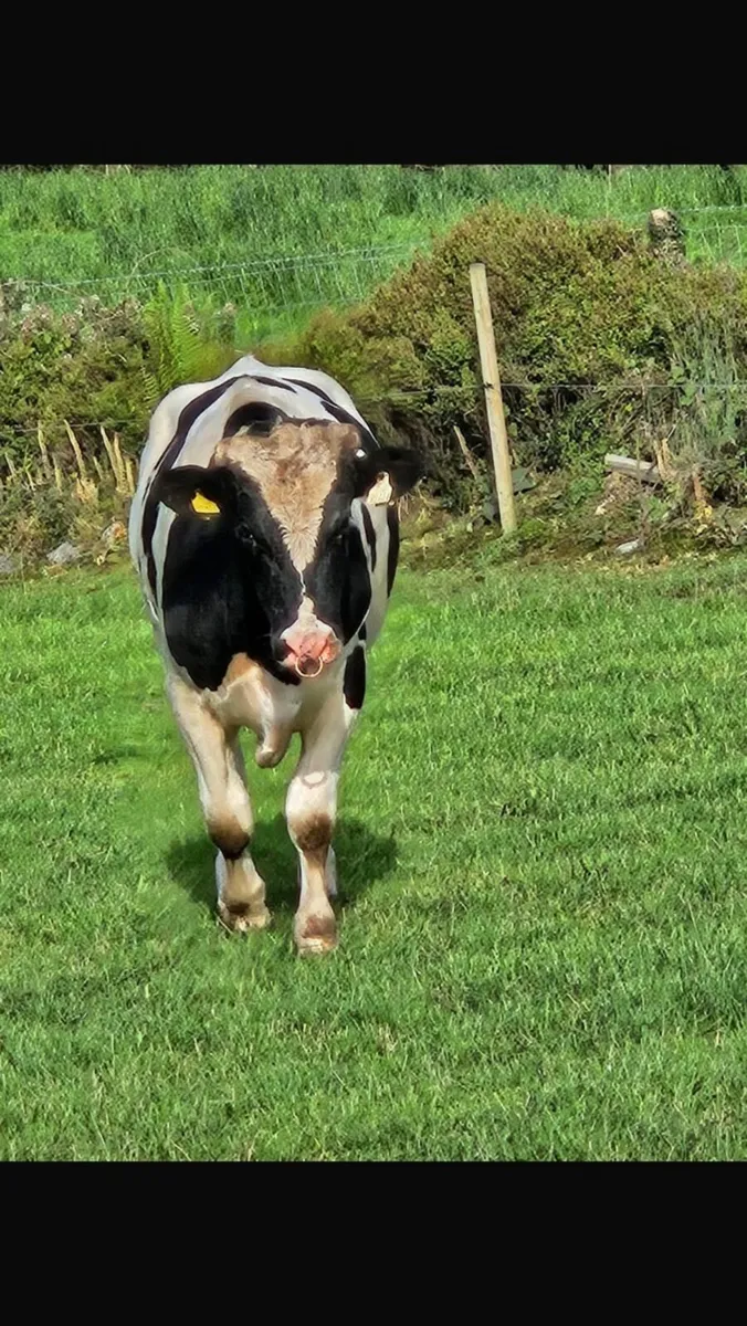 Pedigree Friesian - Image 2