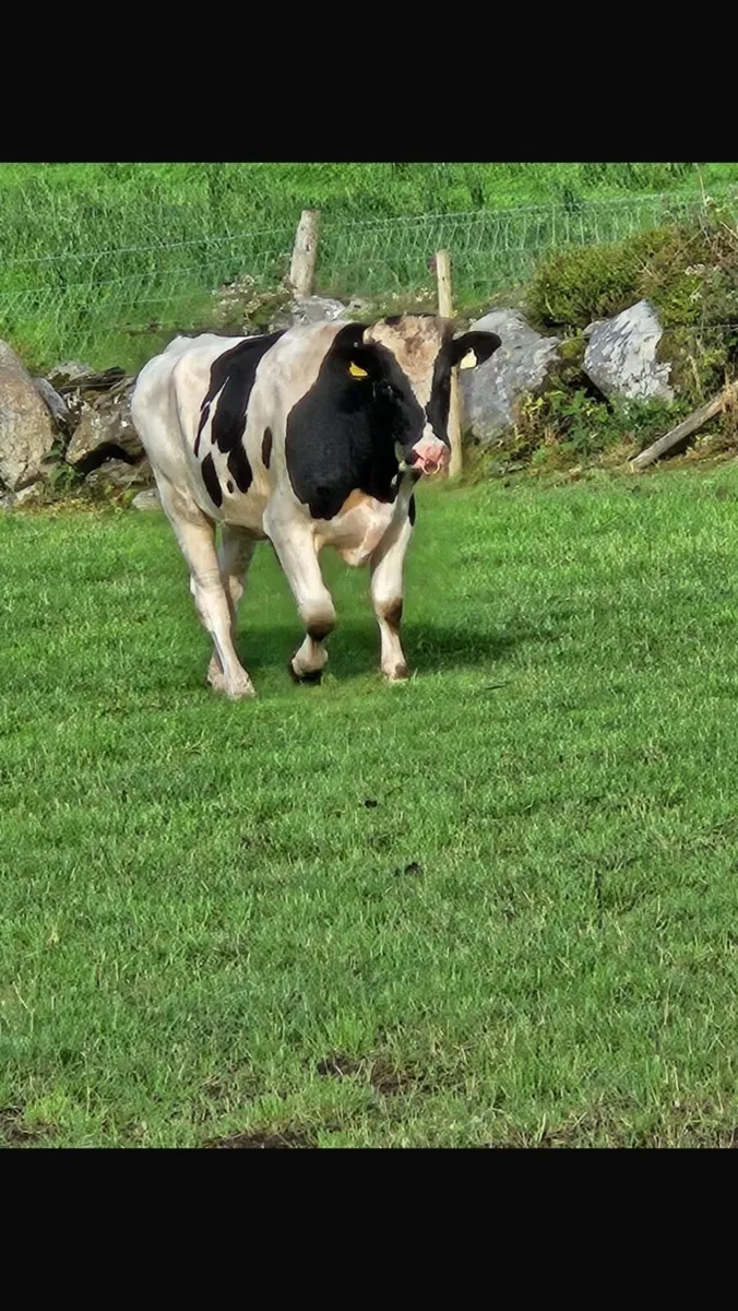 Pedigree Friesian - Image 3