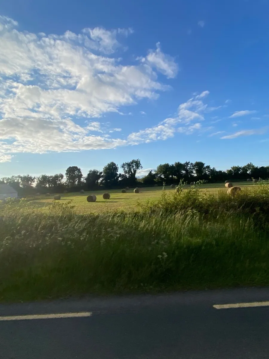 Hay - Image 2