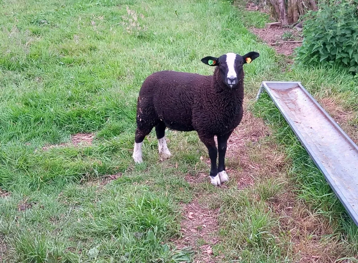 Zwartbles ram lambs - Image 1