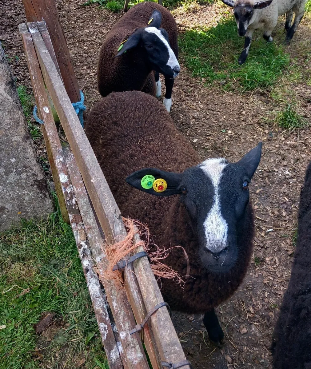Zwartbles ram lambs - Image 3