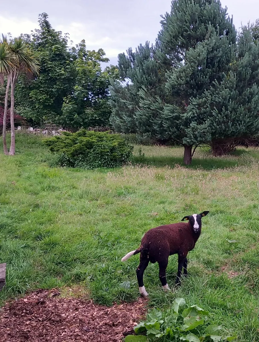 Zwartbles ram lambs - Image 4