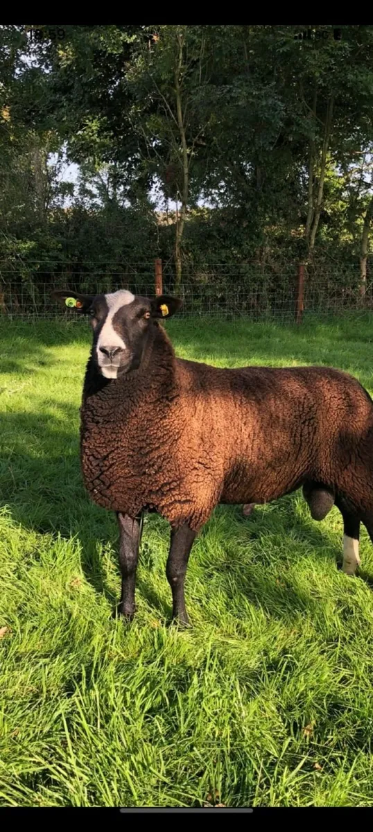 Zwartbles ram lambs - Image 2