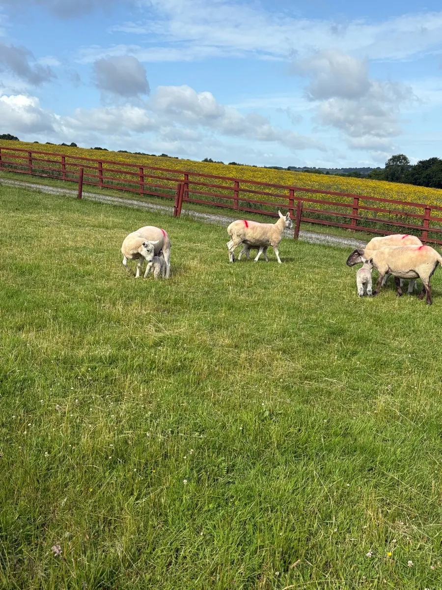 8 Hogets and lambs - Image 1