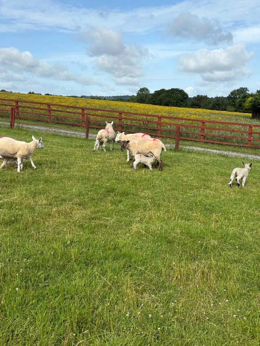 8 Hogets and lambs - Image 2