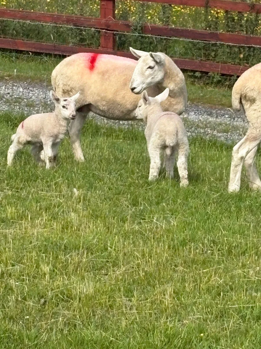8 Hogets and lambs - Image 3